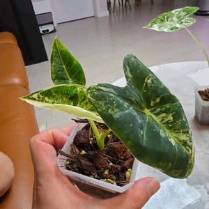 알로카시아 무늬프라이덱