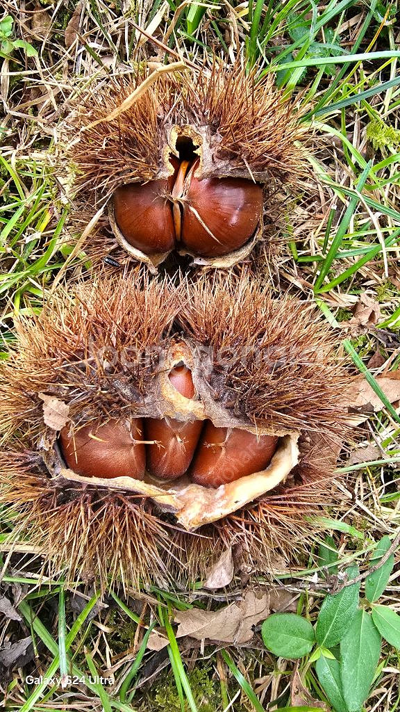 햇밤 옥광밤 알밤 유기농밤 무훈증밤--0