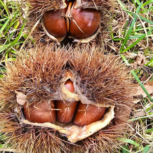 햇밤 옥광밤 알밤 유기농밤 무훈증밤