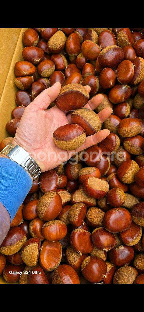 햇밤 옥광밤 알밤 유기농밤 무훈증밤--2