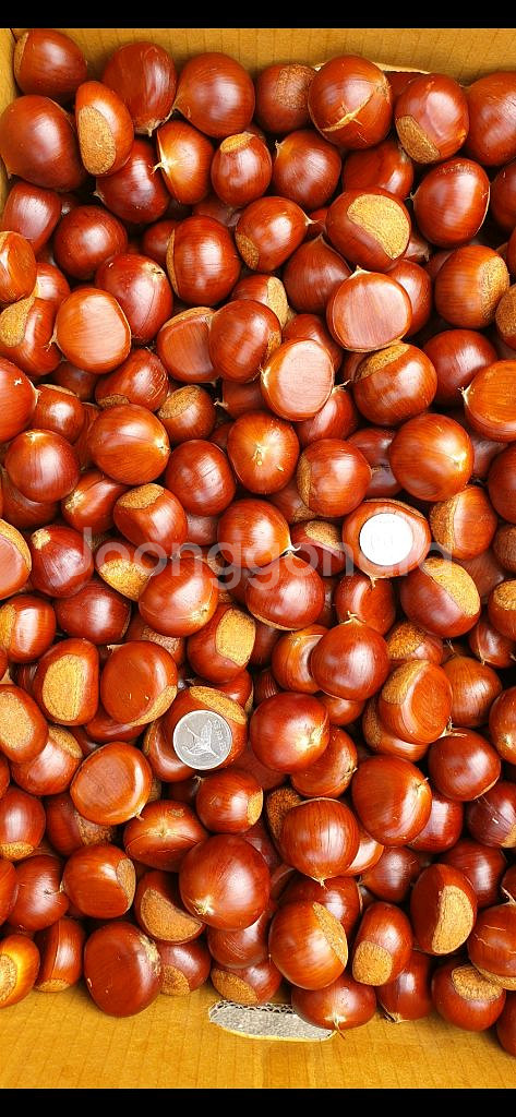 햇밤 옥광밤 알밤 유기농밤 무훈증밤--6