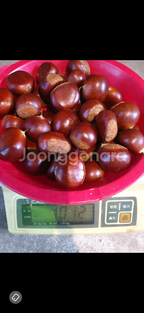 햇밤 옥광밤 알밤 유기농밤 무훈증밤--4