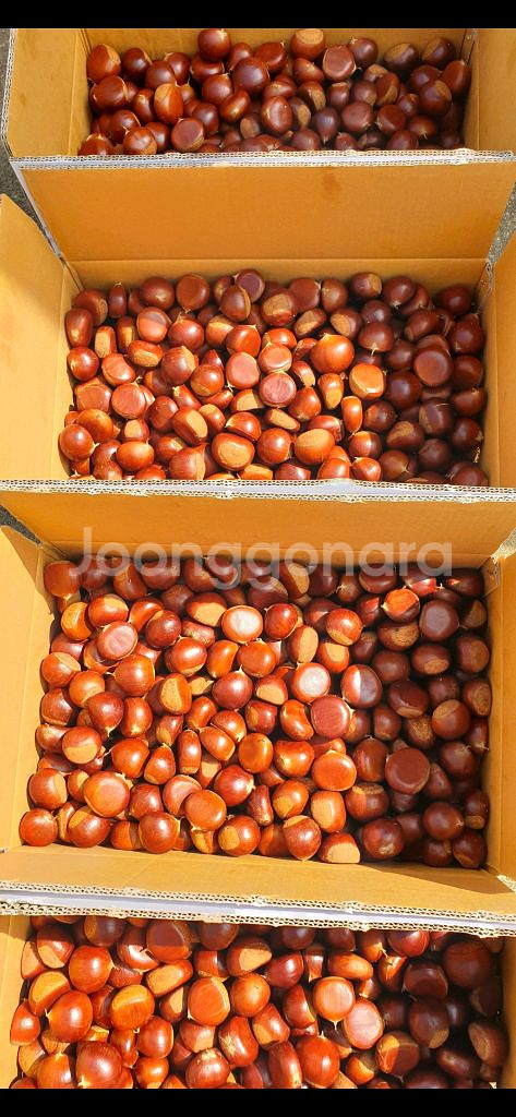 햇밤 옥광밤 알밤 유기농밤 무훈증밤--8