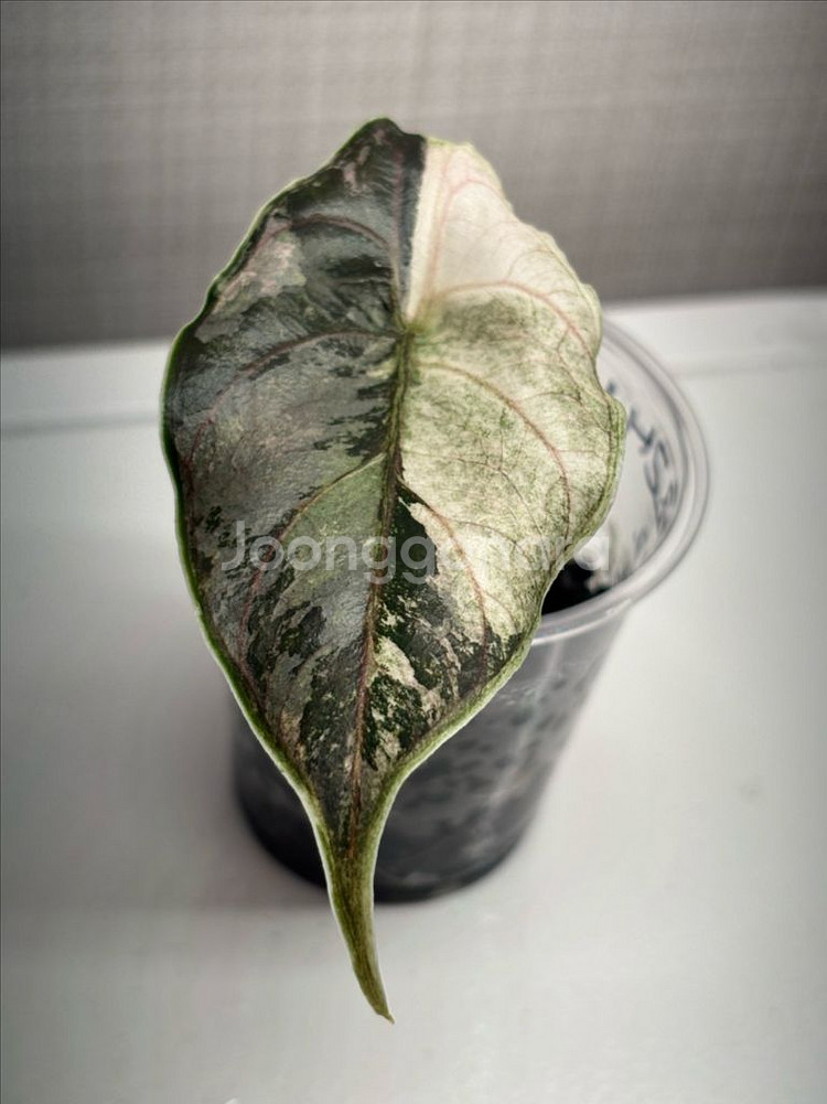 알로카시아 아즈라니 바리에가타--0