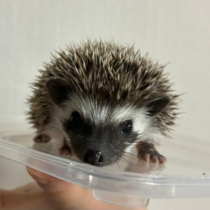 [아르크도치 ]고슴도치새끼분양 합니다 화이트초코X블랙펄