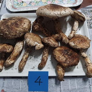 국내산 송이버섯 (1kg 15만원)