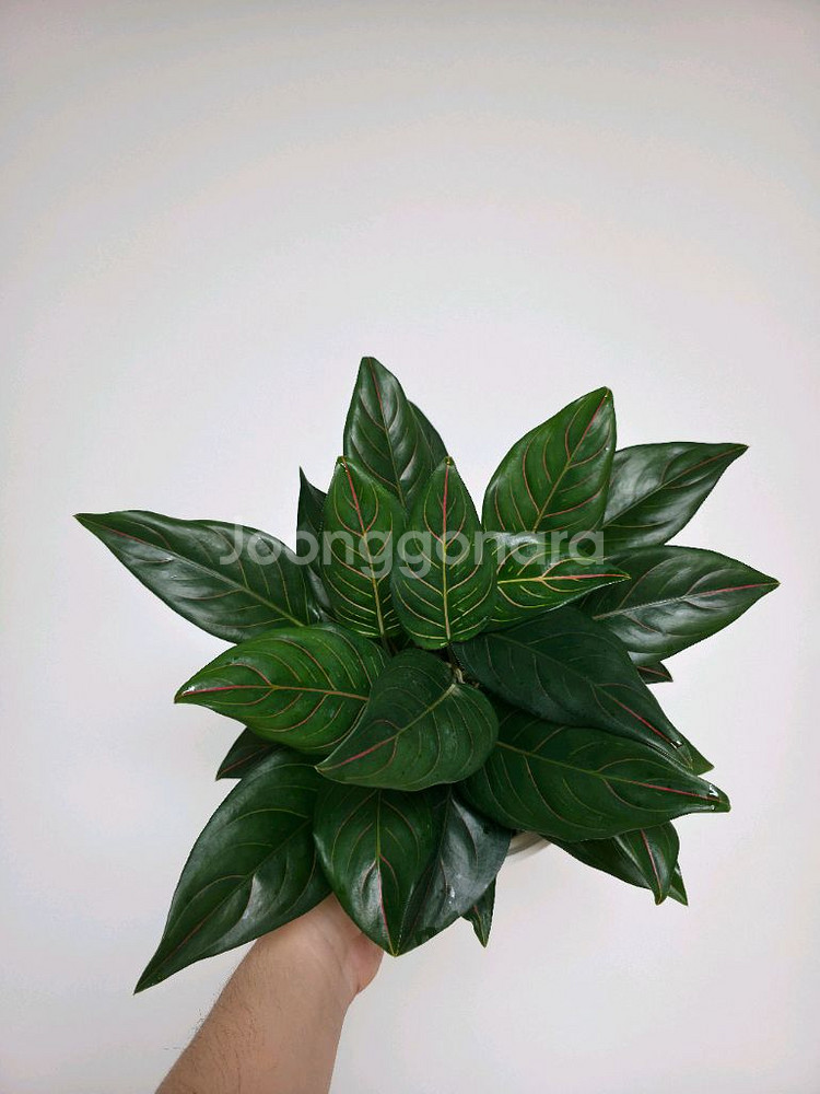 아글레오네마 레드베인--1