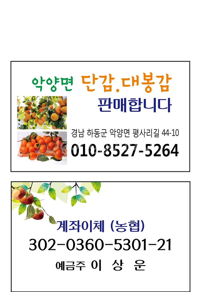 진영 단감(부유)--2