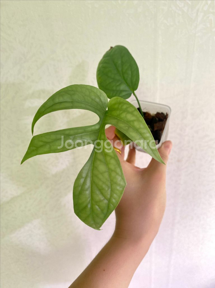 아미드리움 미디움 실버--0