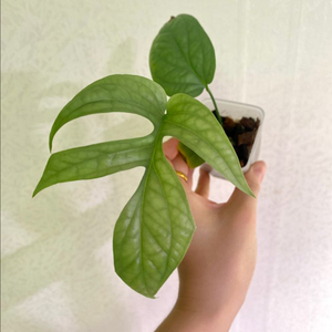 아미드리움 미디움 실버