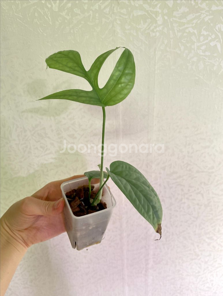 아미드리움 미디움 실버--1