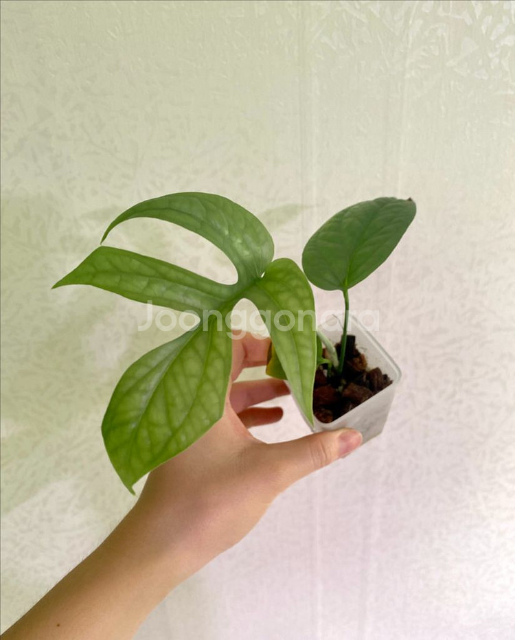 아미드리움 미디움 실버--3