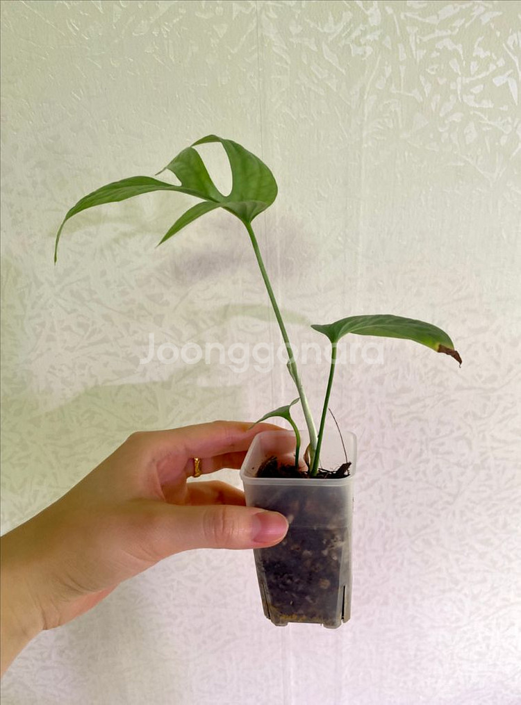 아미드리움 미디움 실버--4