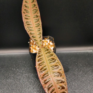 정글플랜츠 핑크파이난