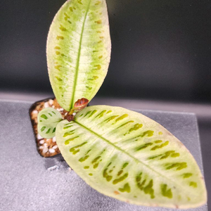 정글 플랜츠 블랙엔화이트wk