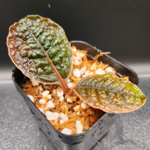 정글플랜츠 아르디시아 디노 핑크베인