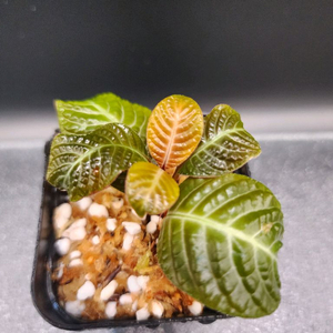 정글플랜츠 호프마니아 환타지아