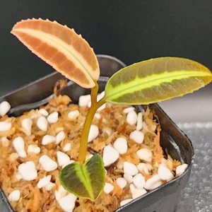 정글플랜츠 라비시아 잠비