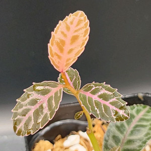 정글플랜츠 라비시아 플래티넘