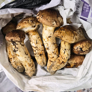 자연산 송이버섯 1키로 이미지