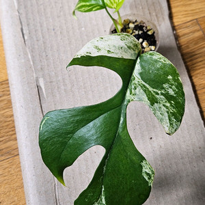 마블 히메(설린) 몬스테라