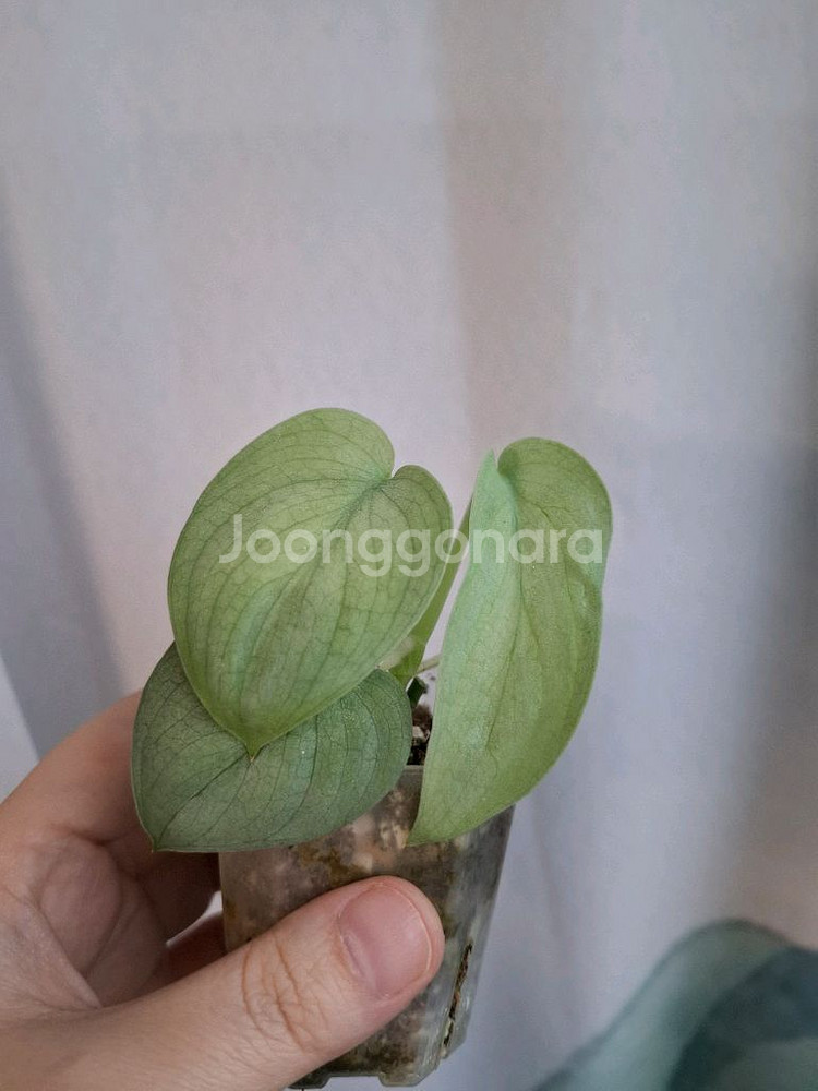 스키답서스 실버히어로--0