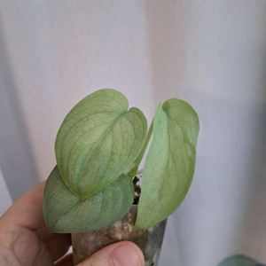 스키답서스 실버히어로