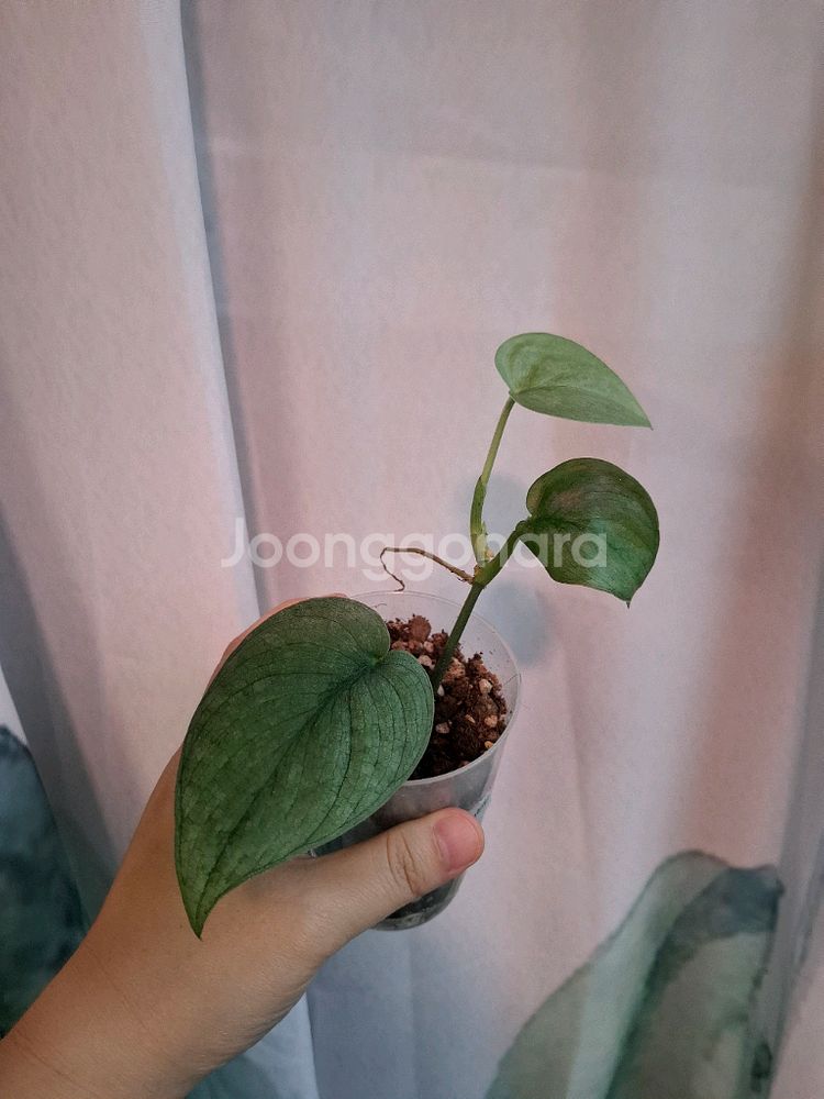 스킨답서스 플래티넘--0