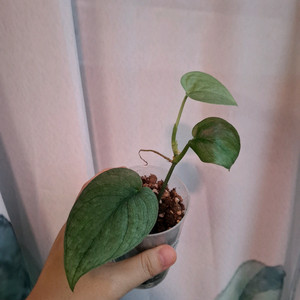 스킨답서스 플래티넘