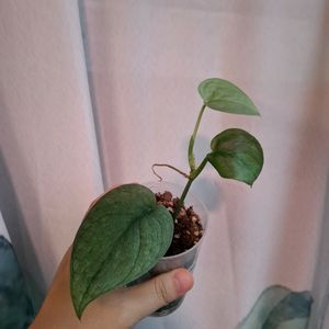 스킨답서스 플래티넘