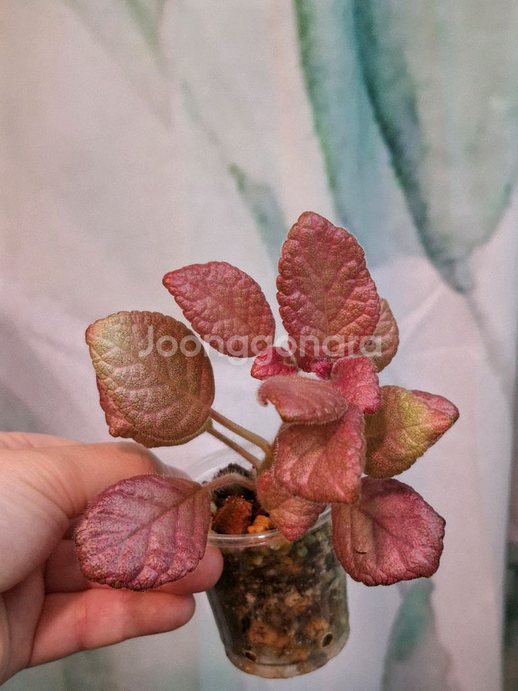 에피스시아 스트로베리패치--0