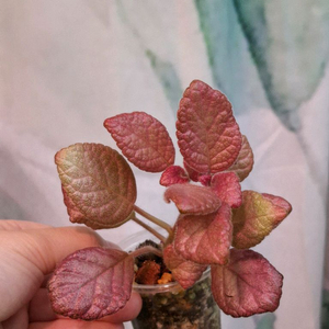 에피스시아 스트로베리패치