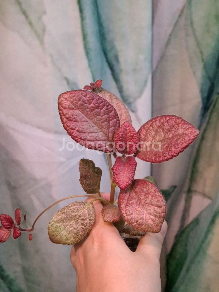 에피스시아 스트로베리패치--2