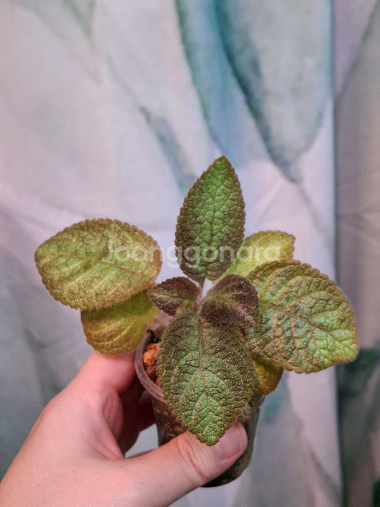 에피스시아 캐서린--1