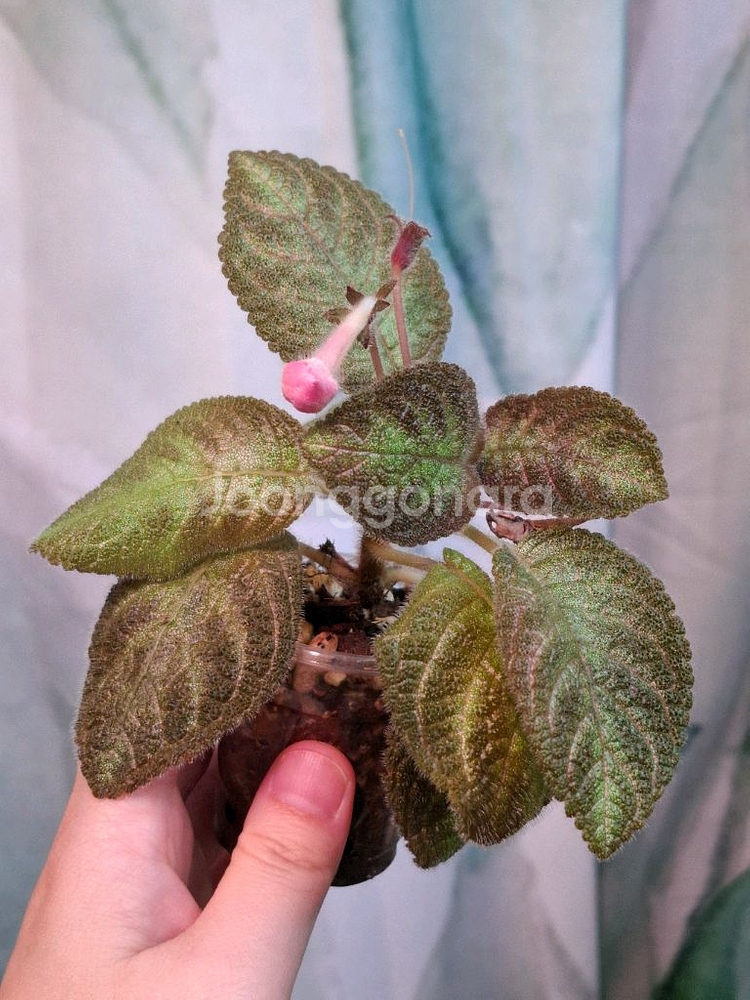 에피스시아 캐서린--0