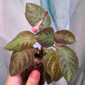 에피스시아 캐서린