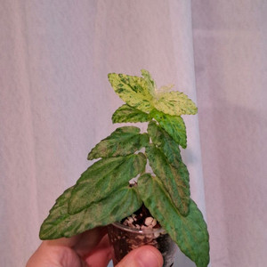 펠리오니아 리펜스 바리에가타