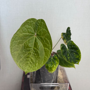 안스리움 호럭이 (크리스탈호프X럭셔리안스) 이미지