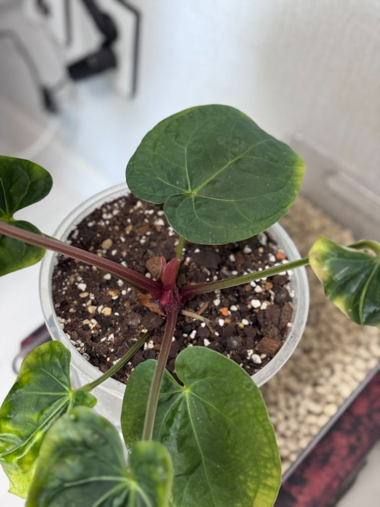 안스리움 호럭이 (크리스탈호프X럭셔리안스) 이미지