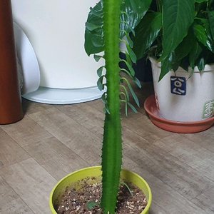 유포르비아 트리고나(선인장)