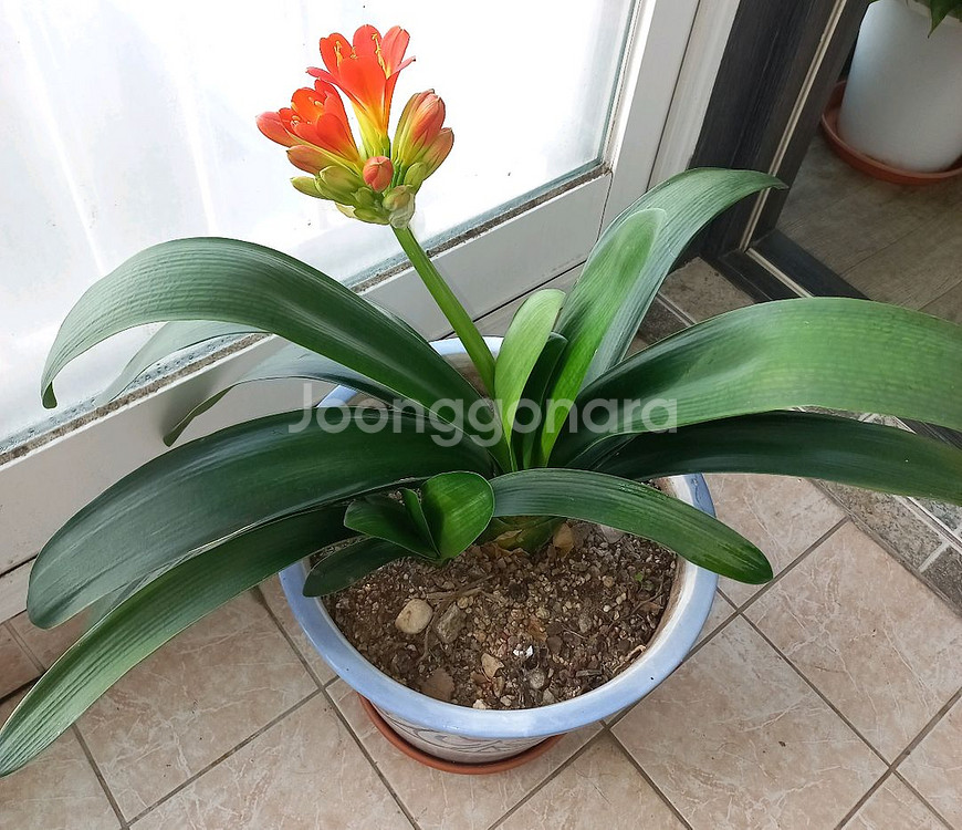 군자란(식물)--1