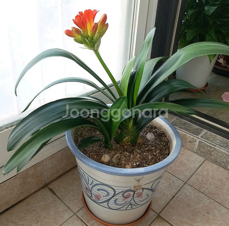 군자란(식물)--0