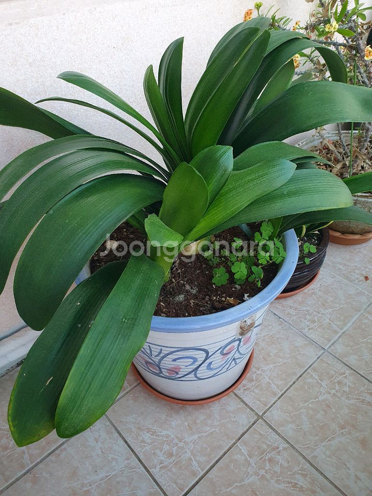 군자란(식물)--2