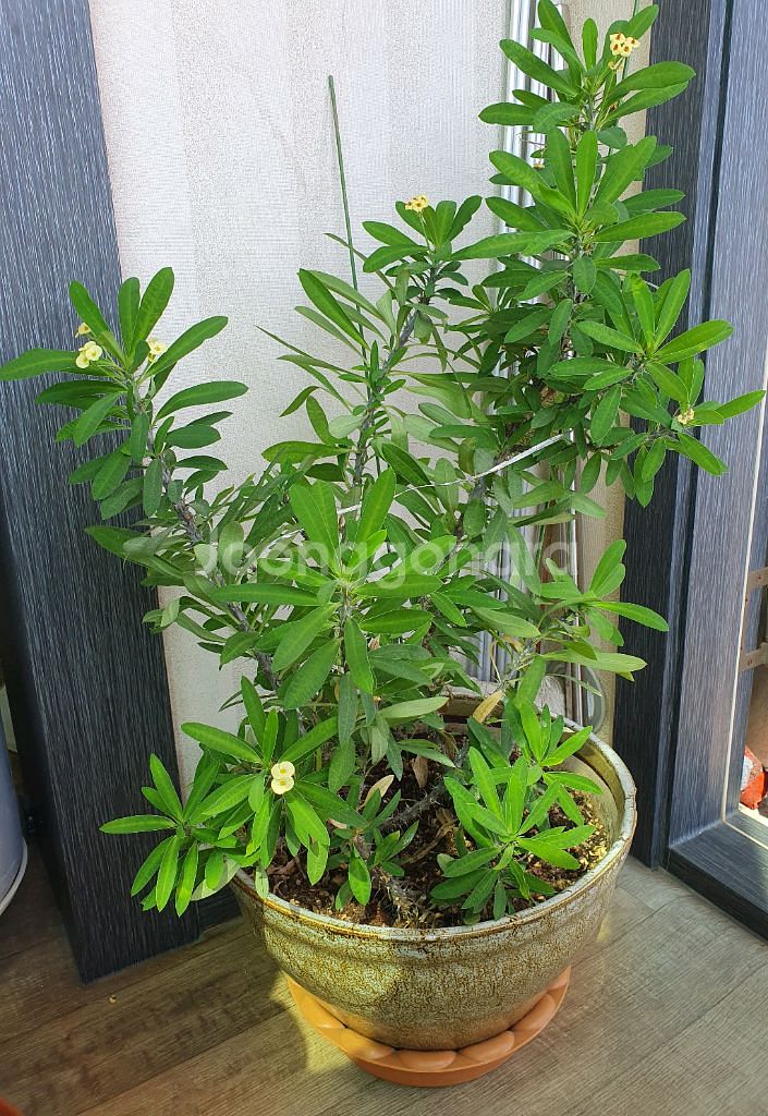 꽃기린(식물)--0