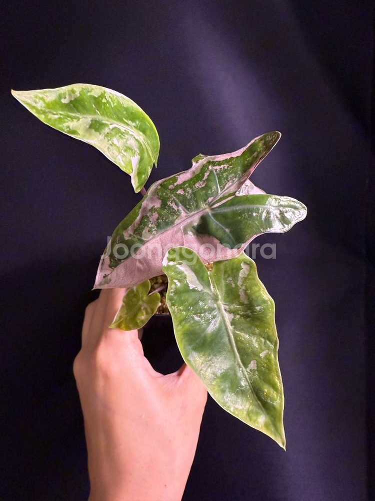 알로카시아 푸세이도 핑크 바리에가타--1