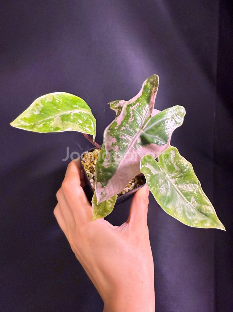 알로카시아 푸세이도 핑크 바리에가타--0