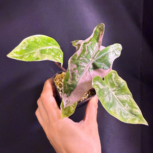 알로카시아 푸세이도 핑크 바리에가타