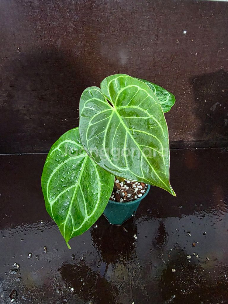 안스리움 킹오스*파필엑스원--0