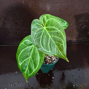 안스리움 킹오스*파필엑스원