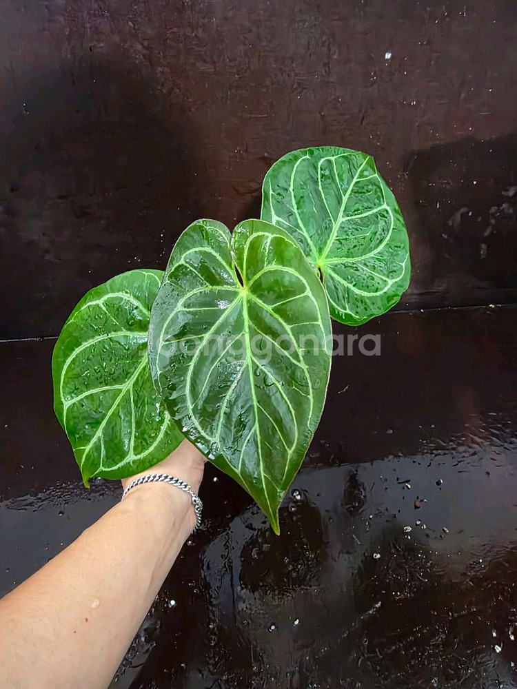 안스리움 킹오스*파필엑스원--1